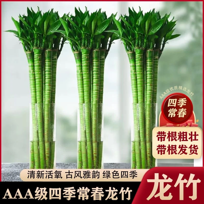 水培龙竹转运竹水养带根水培富贵竹植物开运竹客厅弯竹子盆栽室内