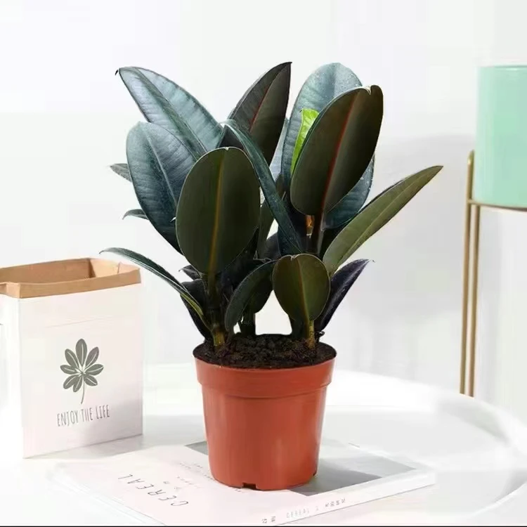 黑金刚橡皮树盆栽室内绿色植物办公桌小盆景植物四季绿植净化空气