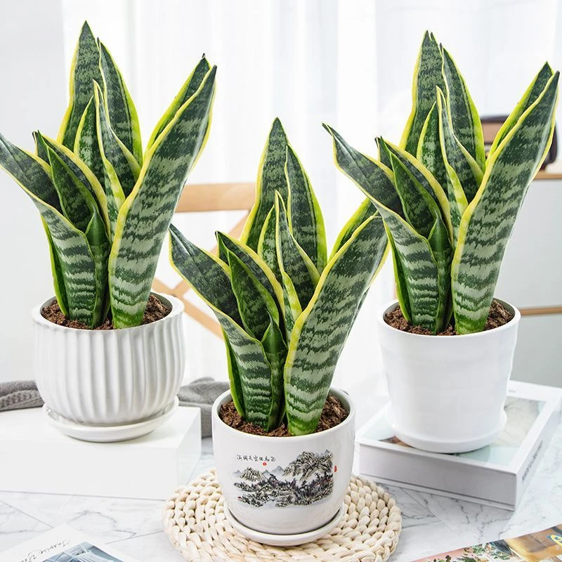 金边虎皮兰根系虎尾兰新房植物除甲醛室内客厅防辐射懒人绿植养护