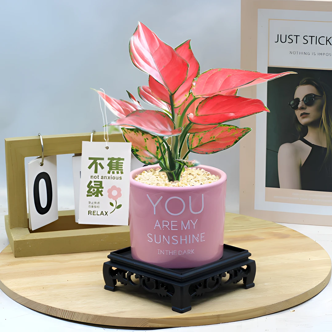 吉利红皇后盆栽万年红室内绿植物桌面吸甲醛四季好养易活净化空气