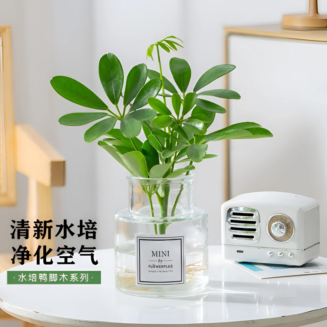 水培水养七叶莲鸭脚木八方来财绿植客厅办公室内绿植四季常青好养