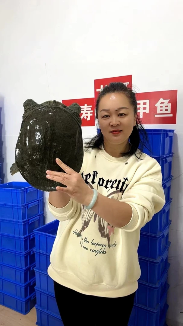 汉寿生态野养甲鱼团鱼水鱼食用包邮包活