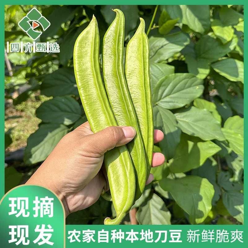 湖南本地新鲜刀豆刀芭豆新鲜现在现发芸豆