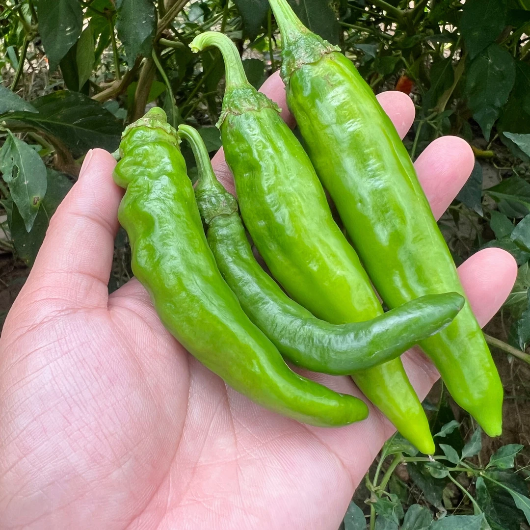 新鲜辣椒湖南特产农家自种青辣椒农产品散装称重500克早辣椒微辣