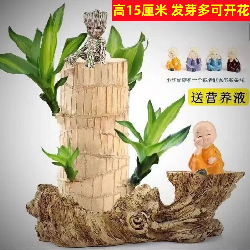 【15高大号巴西木】巴西木格鲁特水培室内好养摆件四季常青绿植盆