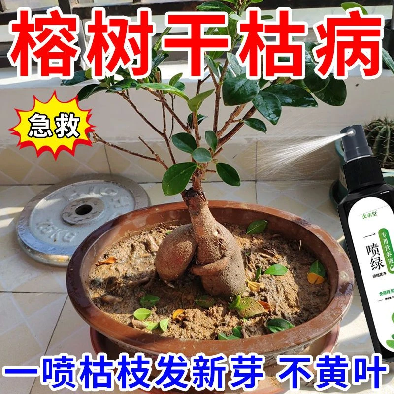 专用】榕树专用营养液干枯黄叶掉叶叶子卷曲黑斑锈斑一喷绿免稀释