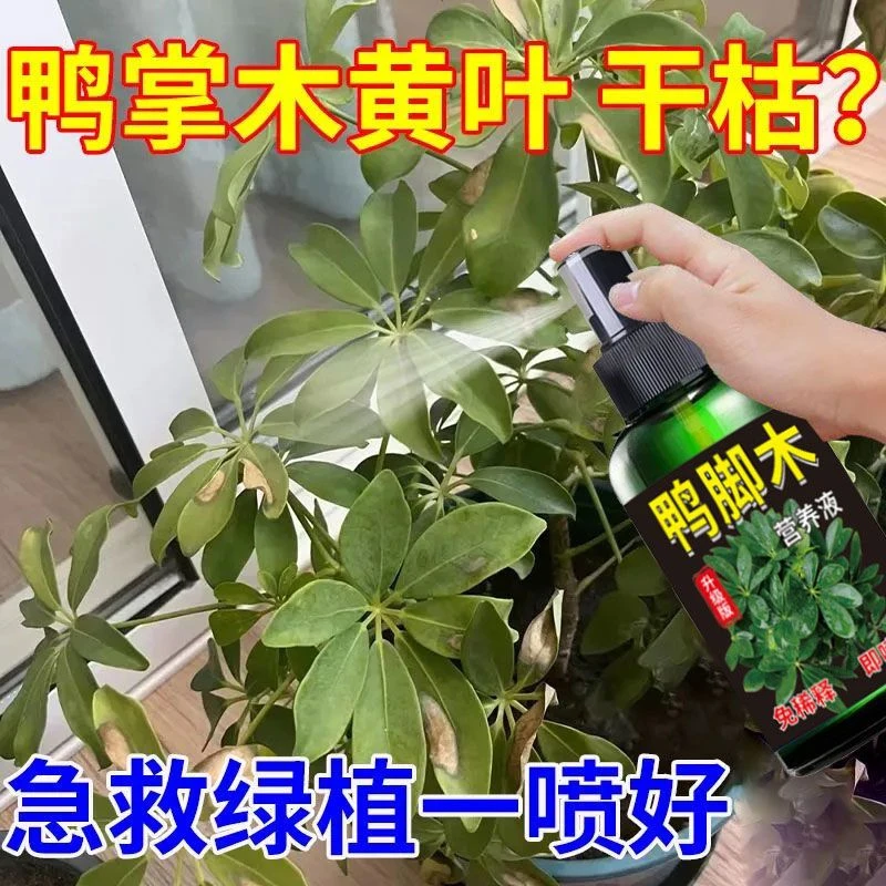 【绿油油】鸭脚木八方来财营养液专用肥预防黄叶烂根免稀释有机肥