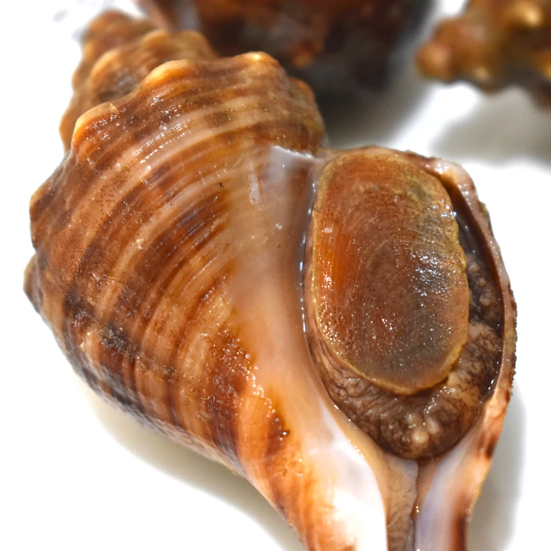 沈阳二平海鲜，大连红螺，保鲜不保活