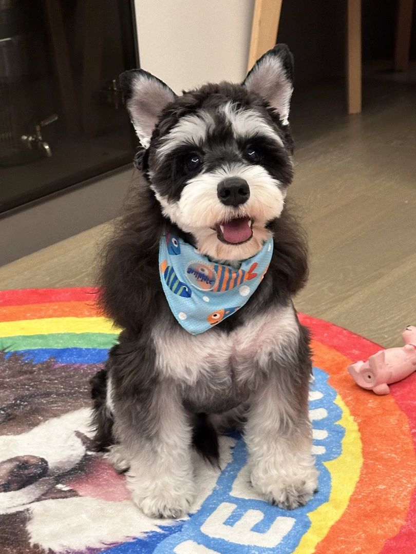 【12.9】猫狗用品宠粉福利