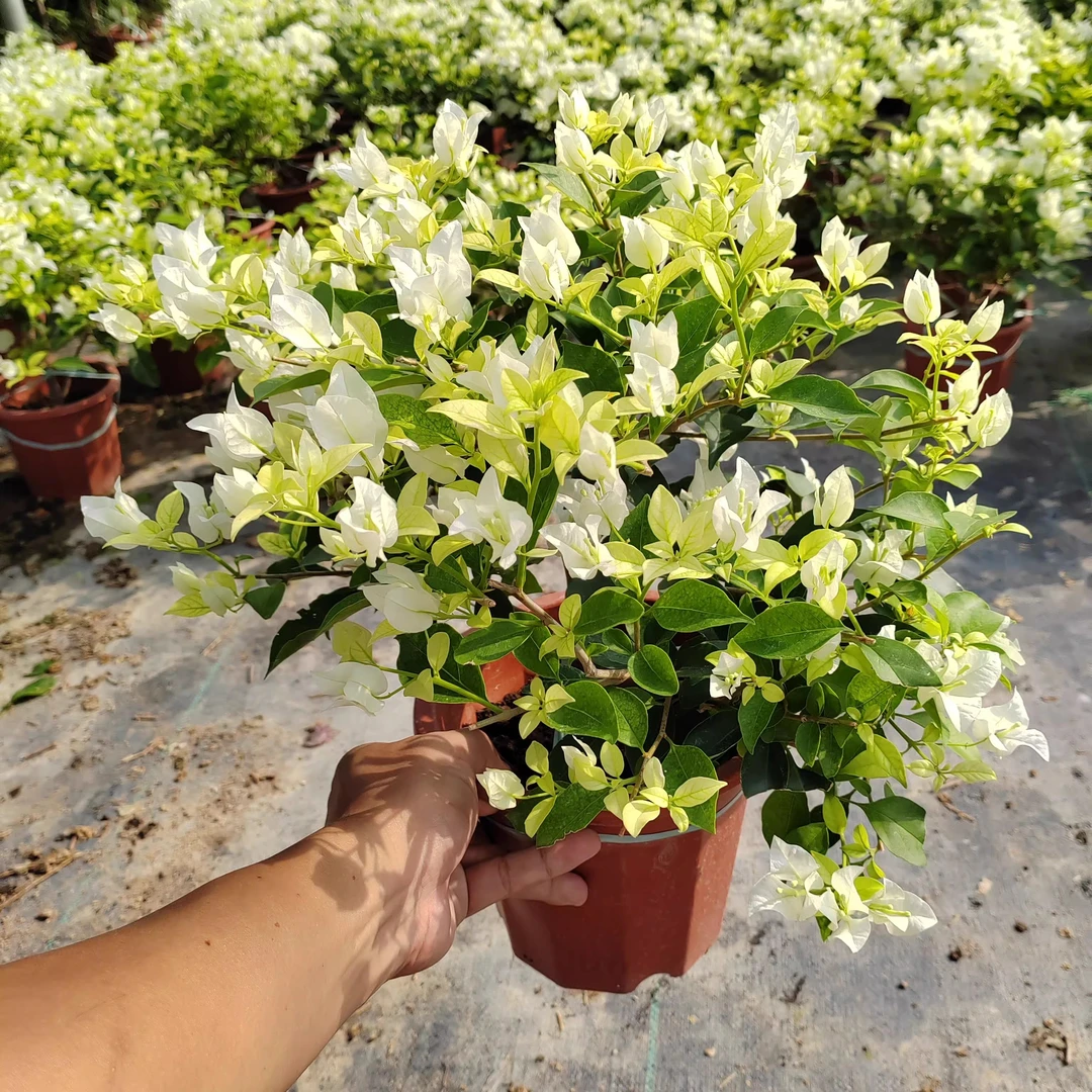 白雪公主三角梅盆栽带花爬藤植物阳台庭院四季开花好养易活花卉