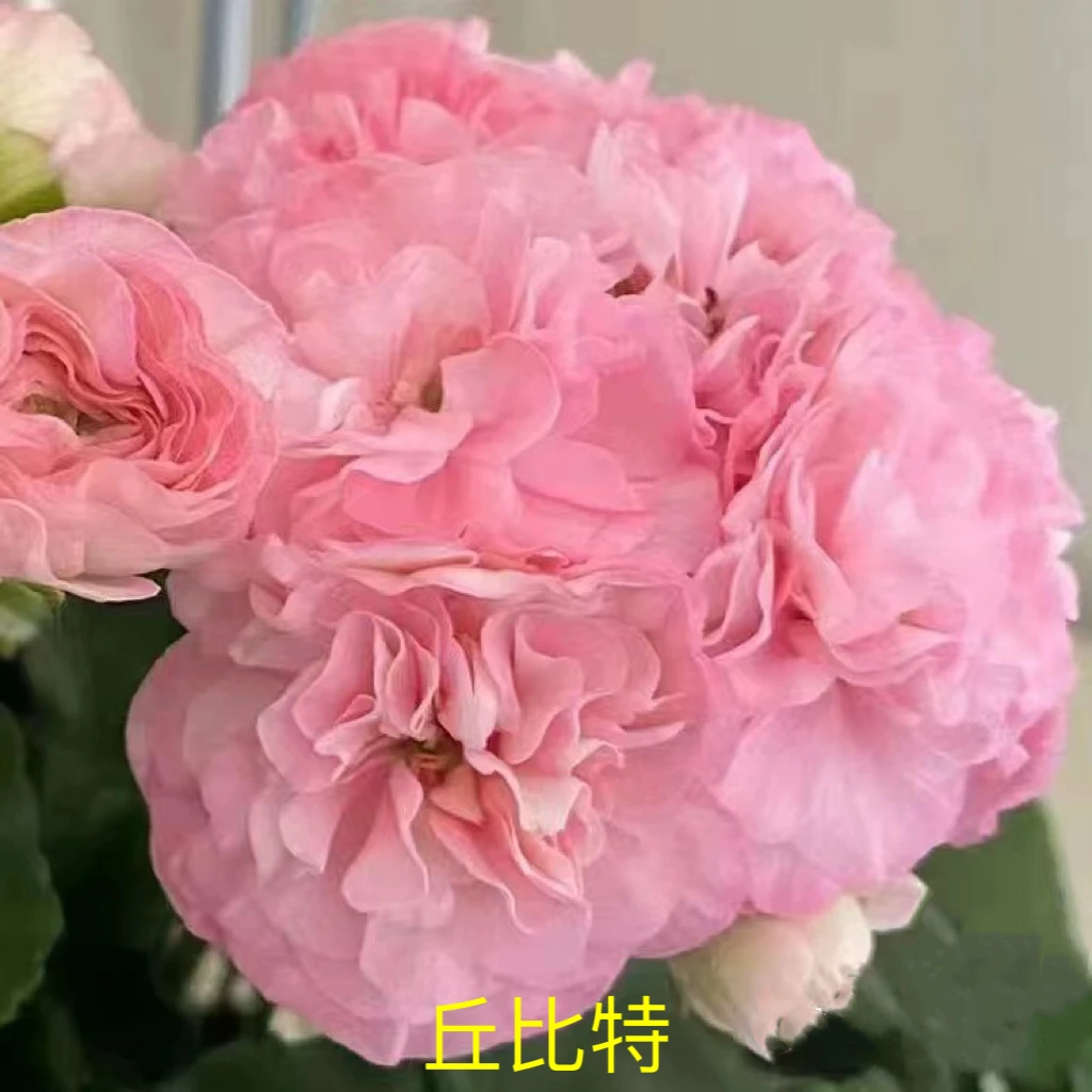 天竺葵花卉【丘比特】