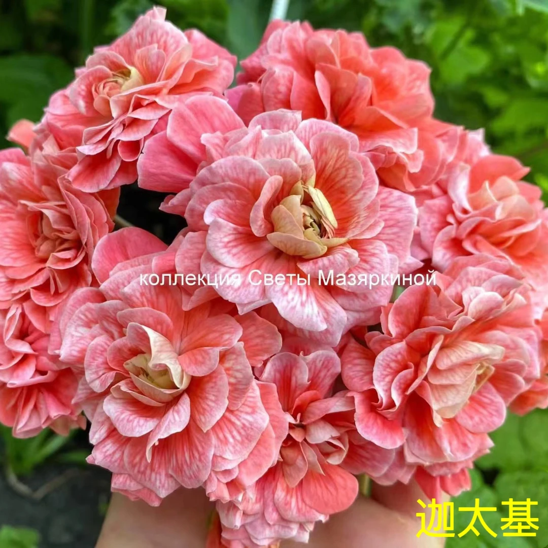 天竺葵花卉【迦太基】