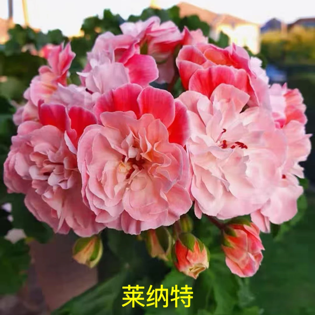 天竺葵精品花卉【莱纳特】