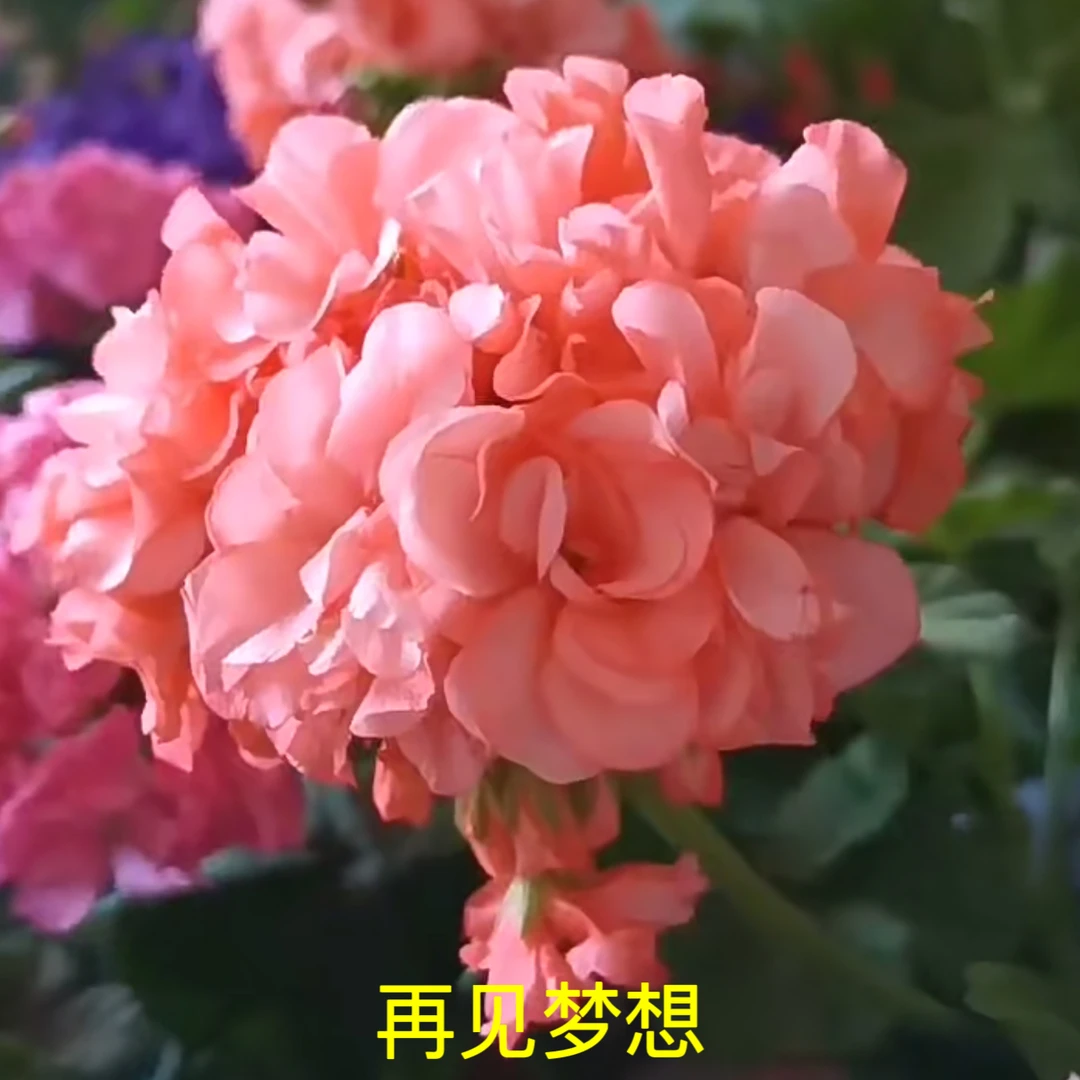 天竺葵【再见梦想】颗型一般