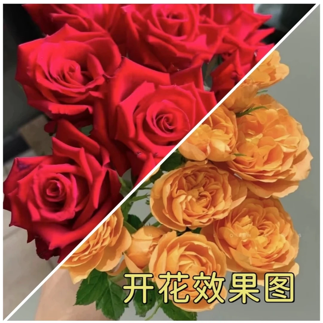 【果汁阳台】+【红苹果】花苞发货星花怒放月季四季开花浓香阳台