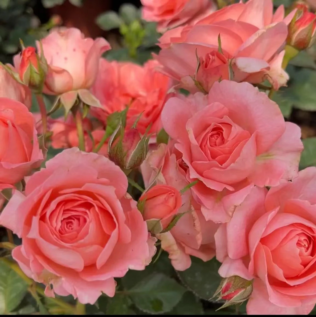 【破晓】灌木月季 大花浓香抗病强涨势花 颜色多变庭院阳台种植