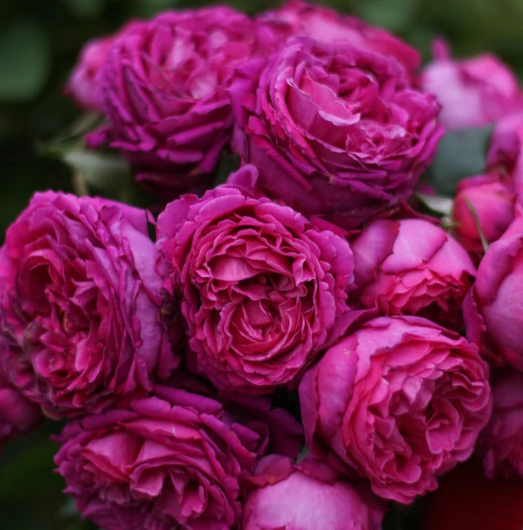 [芳香花园]月季紫红色浓香包子形刺少复花快庭院花台盆栽