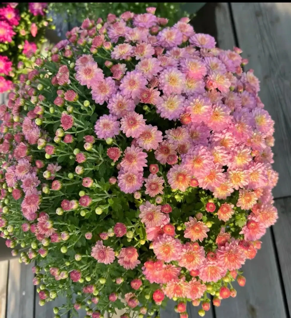 【千头菊】阳台庭院多季丰花花卉盆栽