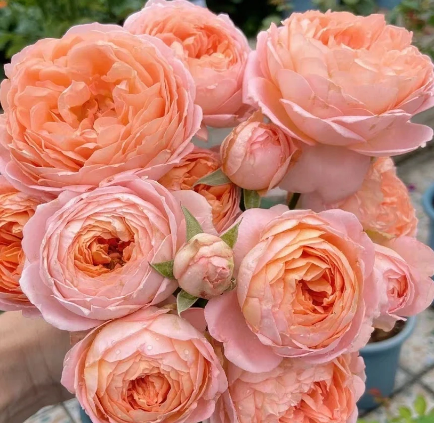 [果酱]浓香包子花型庭院阳台月季盆栽花苗