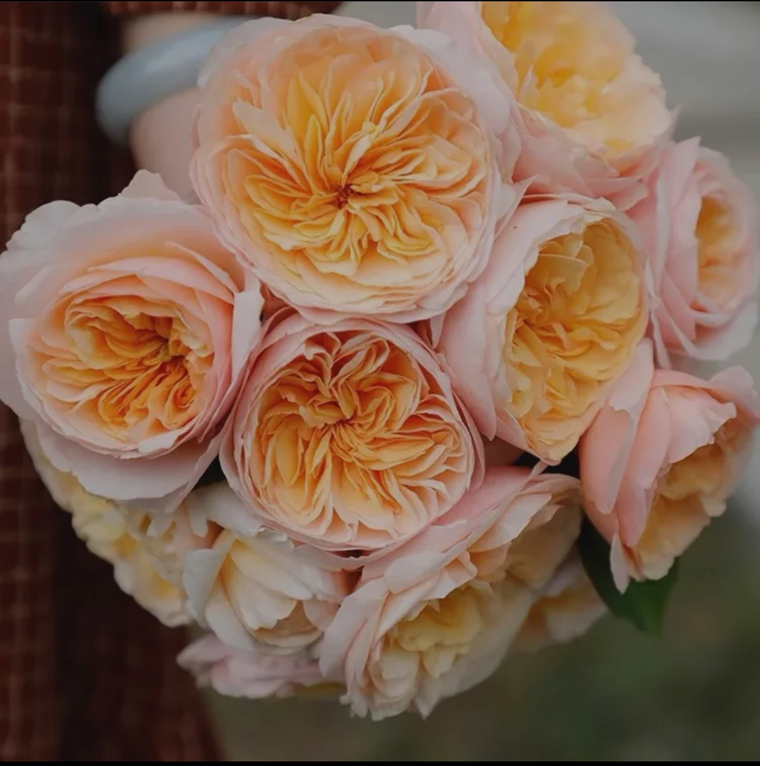 [朱丽叶]大苗切花灌木阳台庭院月季花卉