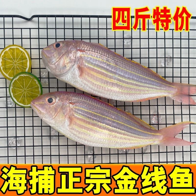 广东新鲜金丝鱼海捕金丝鱼海鲜礼盒装【4斤金丝鱼1斤3-4条左右】