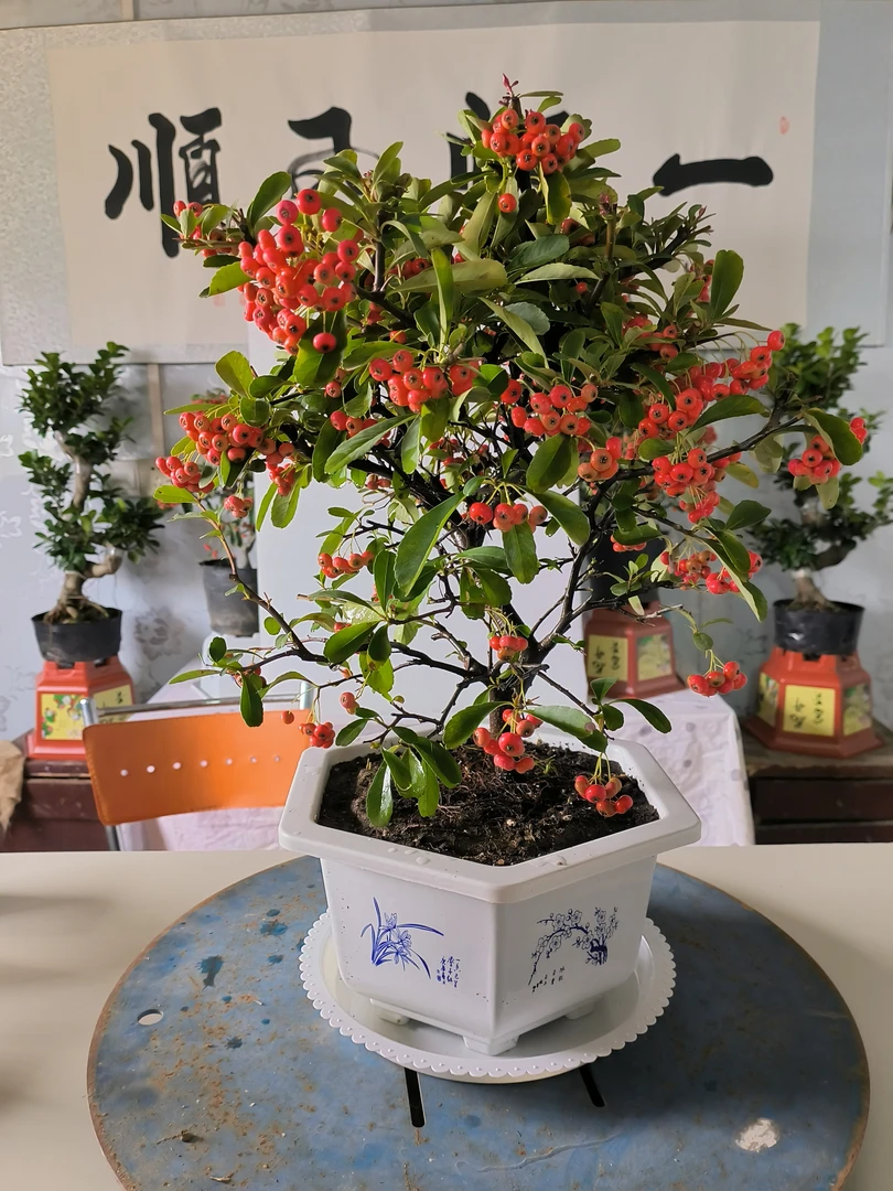 吉祥果，四季常青常绿，一树三观，原盆原土