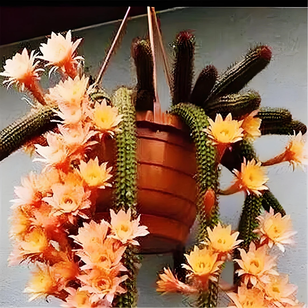 【垂吊金妞 】【满9.9包邮】星花怒放 仙人球多肉植物栽种养护黄色四