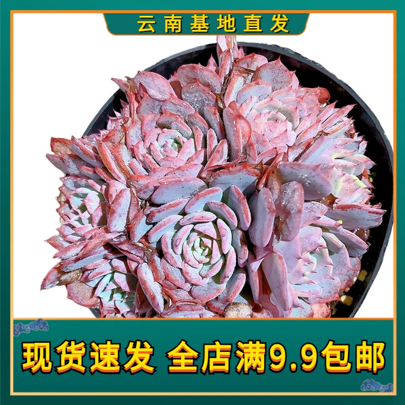 【多头劳伦斯】【满9.9包邮】星花怒放阳台露台办公绿植植物栽种养护