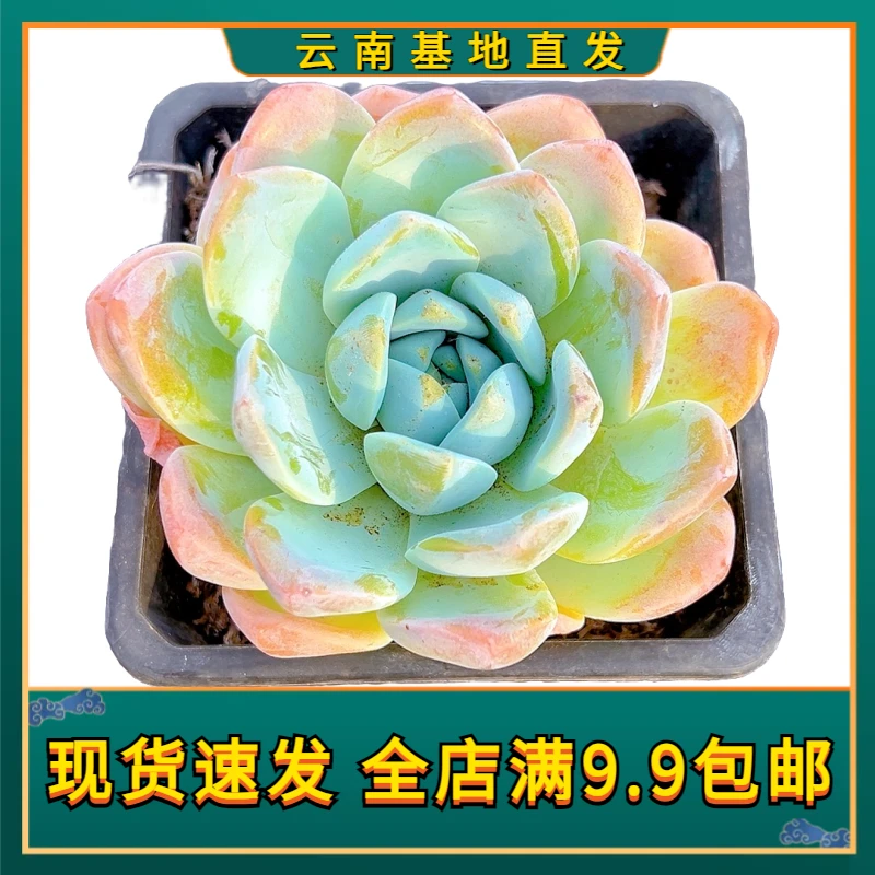 【玉蝴蝶 】【满9.9包邮】星花怒放 仙人球多肉植物栽种养护