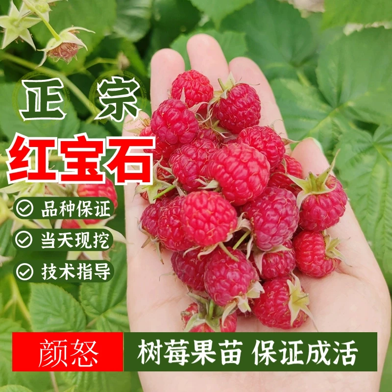 树莓树苗 红树莓苗覆盆子树苗盆栽地栽果树苗四季种植 当年结果苗