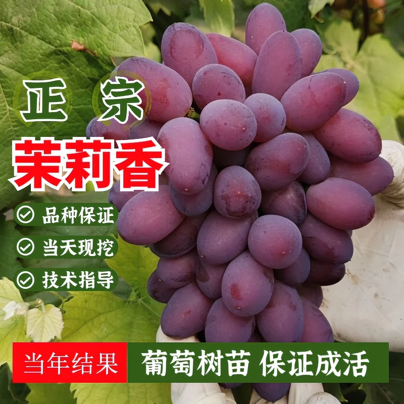 果树苗 茉莉香葡萄树苗无籽葡萄苗抗寒脆甜果树苗南方北方种植