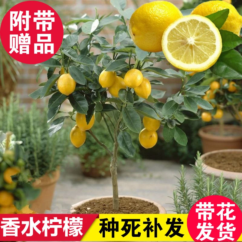 柠檬树苗盆栽柠檬苗带果绿植室内阳台庭院植物四季结果香水柠檬树