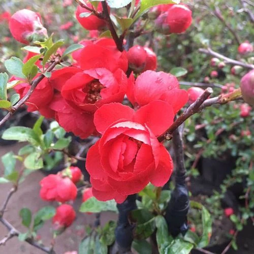 庭院植物盆景海棠苗日本海棠花苗重瓣大红花盆栽海棠花苗别墅点缀