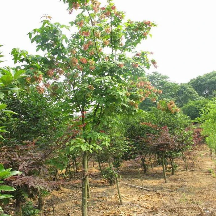 园林绿化苗庭院植物枫树苗青枫苗红枫苗青枫树苗鸡爪枫苗风景树苗