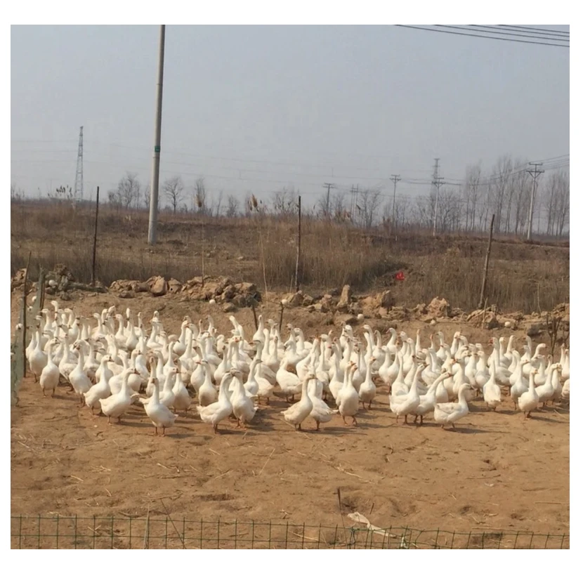 林地散养大鹅净重5.5斤左右