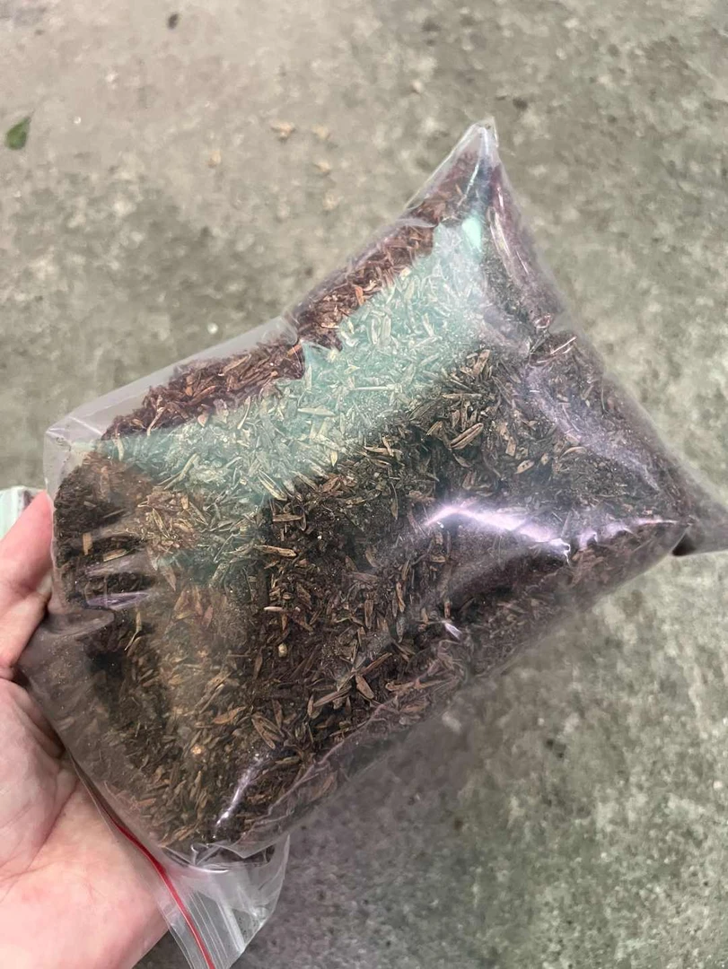 3肥料富贵竹招财旺宅观叶绿植新鲜清新客厅办公室前台步步高好运