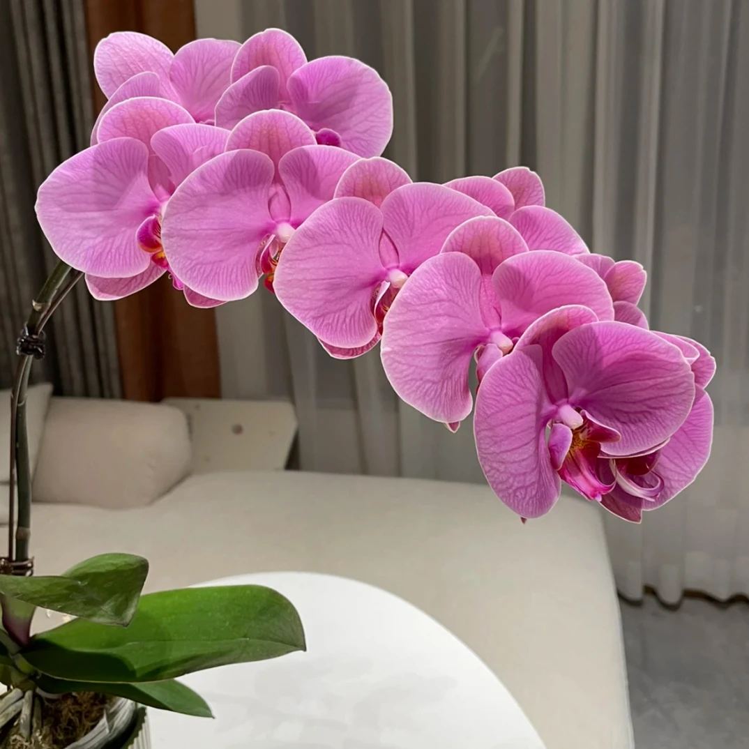 「石榴水晶」3.0 高级粉色古典气质蝴蝶兰