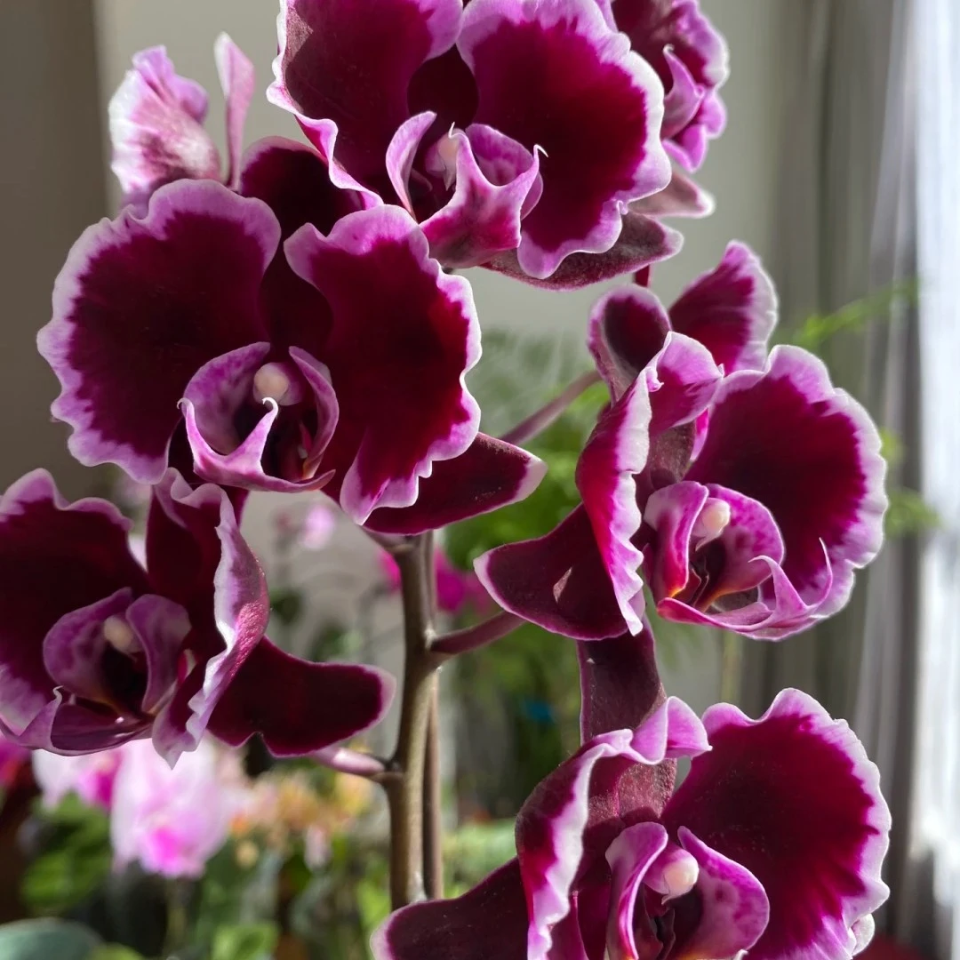 【花苞珠】拉丁舞裙3.0加高室内养护花卉 送盆