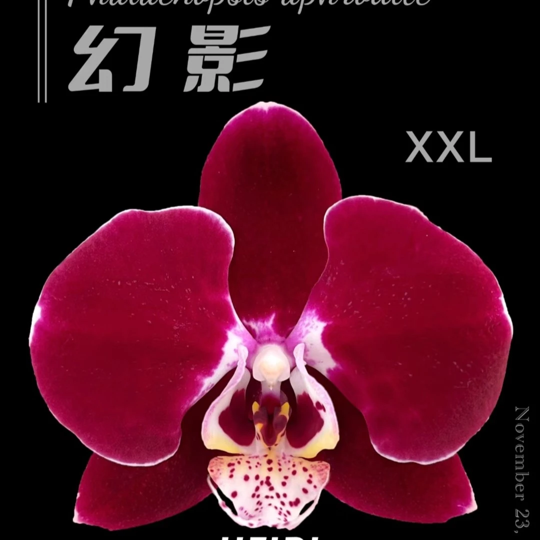 幻影《开花株》3.5寸大杯复古深色系蝴蝶兰室内蝴蝶兰