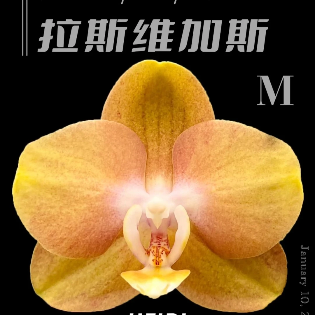 【花苞珠）拉斯维加斯3.0寸杯安祖蜡质花金黄色复古色系室内蝴蝶兰