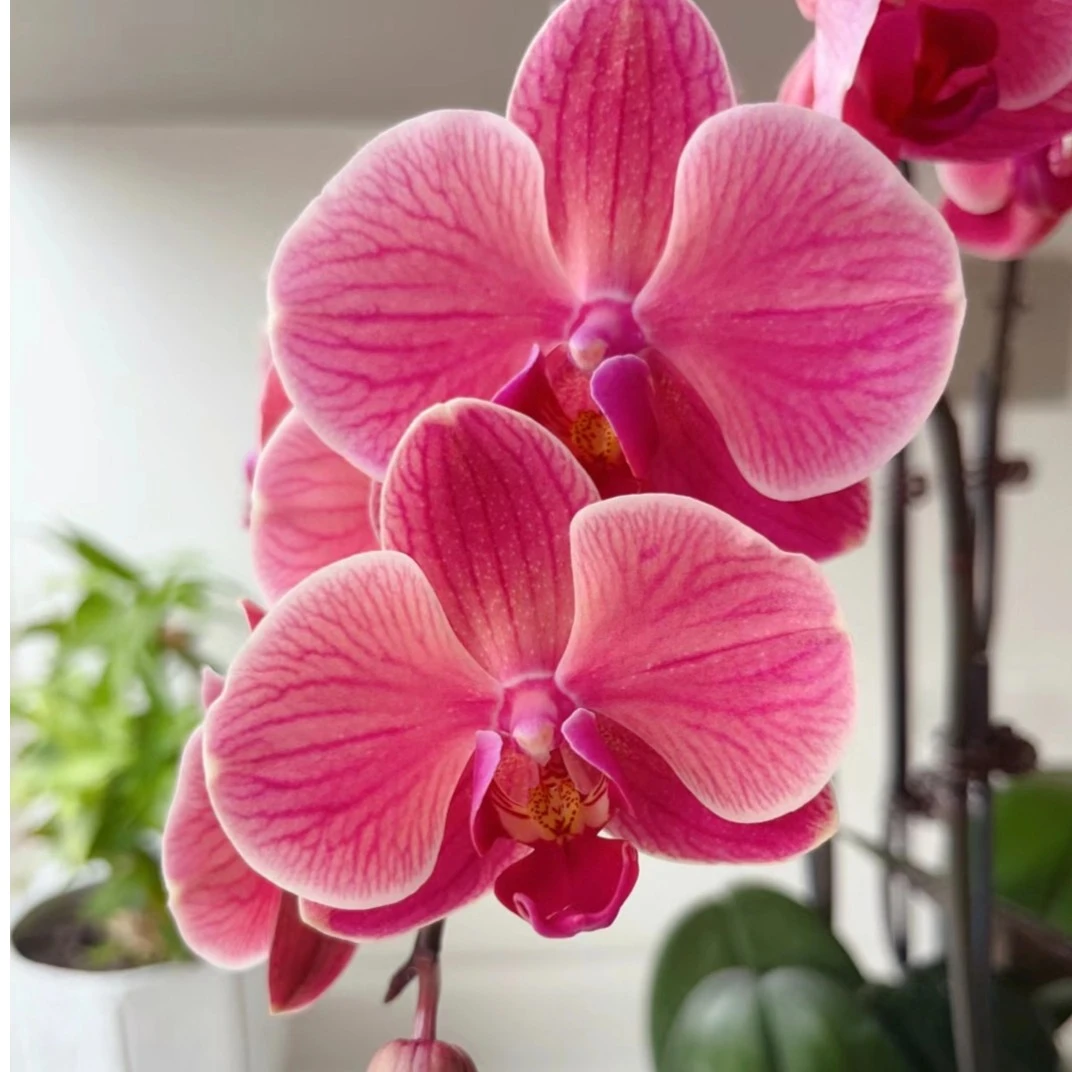 【开花株】钜宝柑橘3.5寸加高端室内橘色渐变色蝴蝶兰