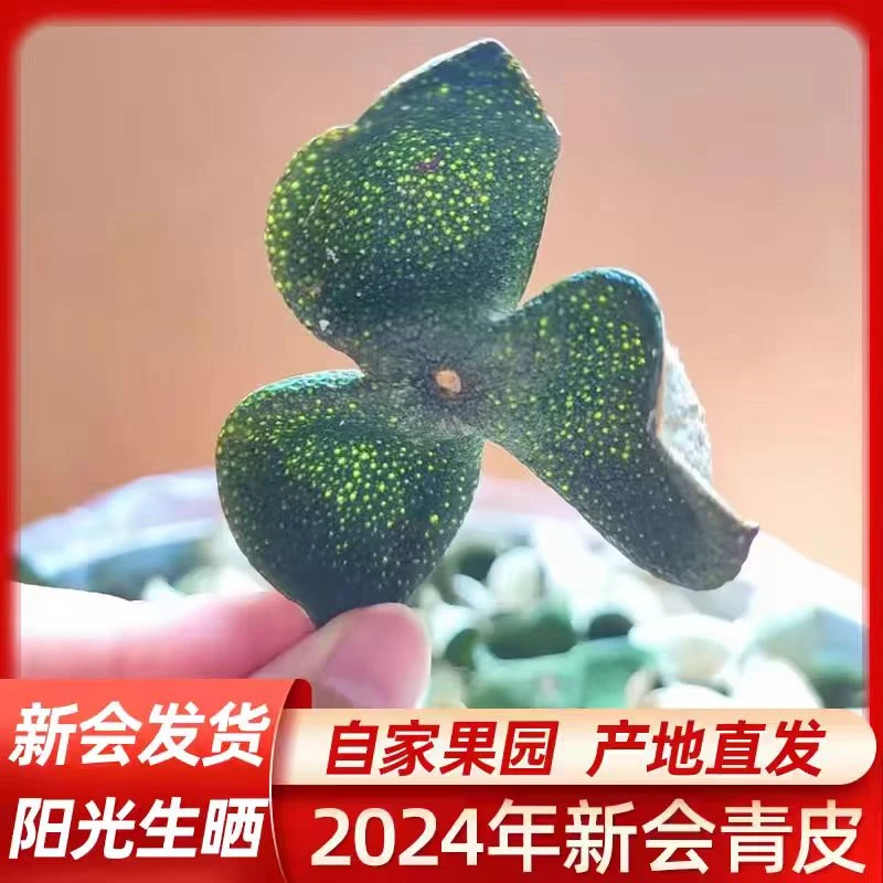 【限量放漏】2024正宗天马核心一线产区大青皮
