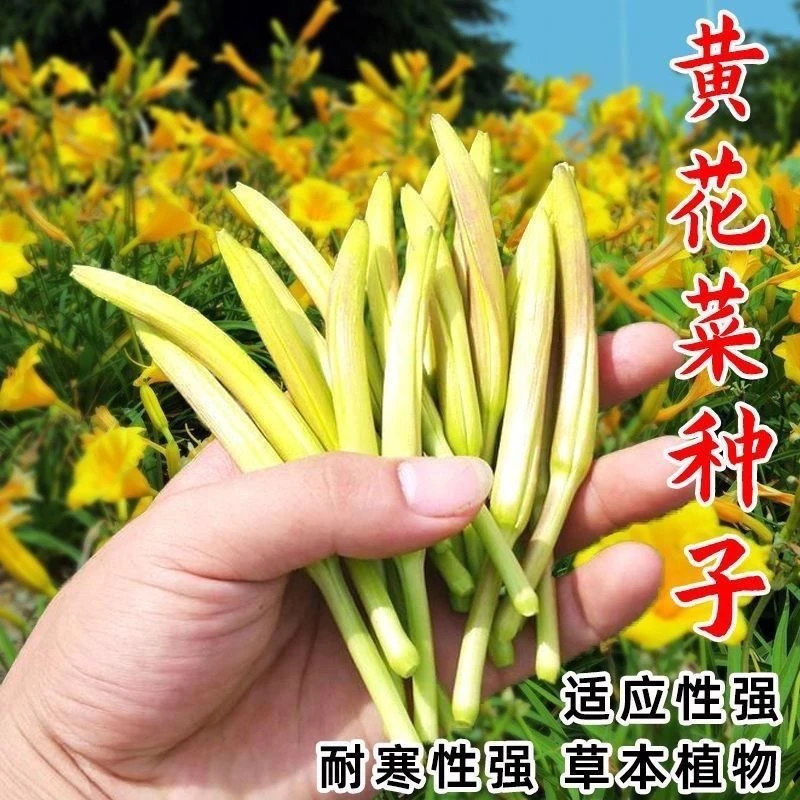 黄花菜天然补脑菜种子种籽野生可食用四季种植菜种高产蔬菜种子