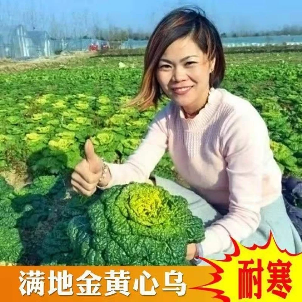 黄心乌塌菜种子耐寒黄心菜种籽菊花心菜籽种易种黄金乌蔬菜种子