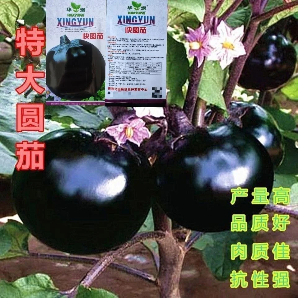 紫黑快圆茄种子特大圆茄籽庭院大田盆栽阳台春秋播茄子蔬菜种籽