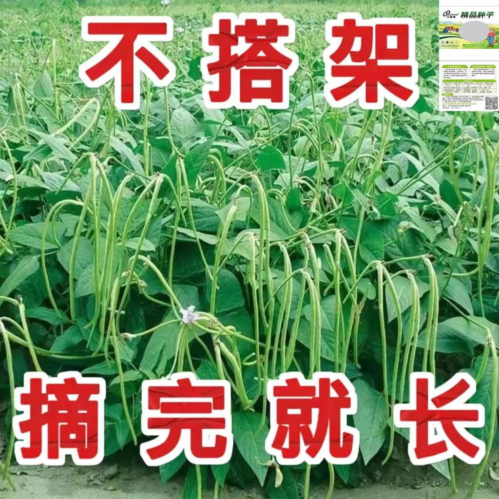 摘不败无架长豆角种子不用搭架子的长豆角蔬菜种籽四季播种长豇豆