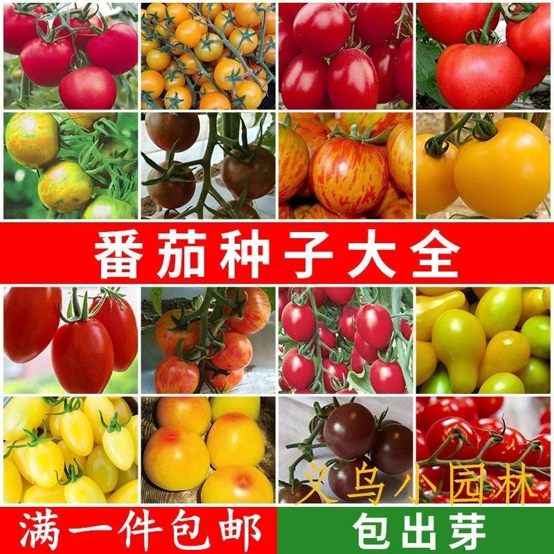 蔬菜种孑西红柿番茄籽千禧盆栽圣女果种子四季农家水果蔬菜果种子
