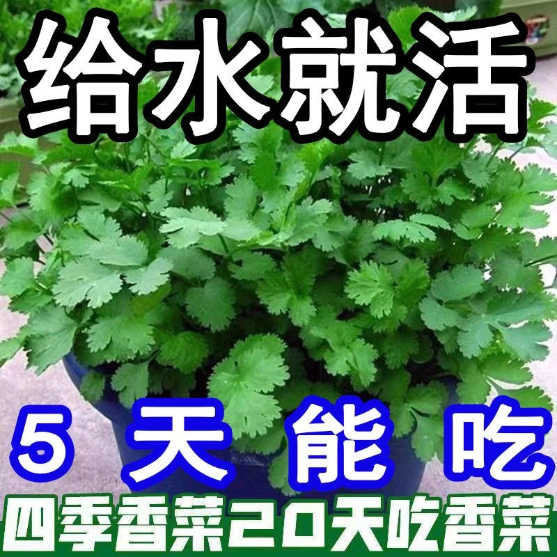 香菜种子蔬菜种子大全农家盆栽香菜新鲜四季蔬菜种子室内种植种籽