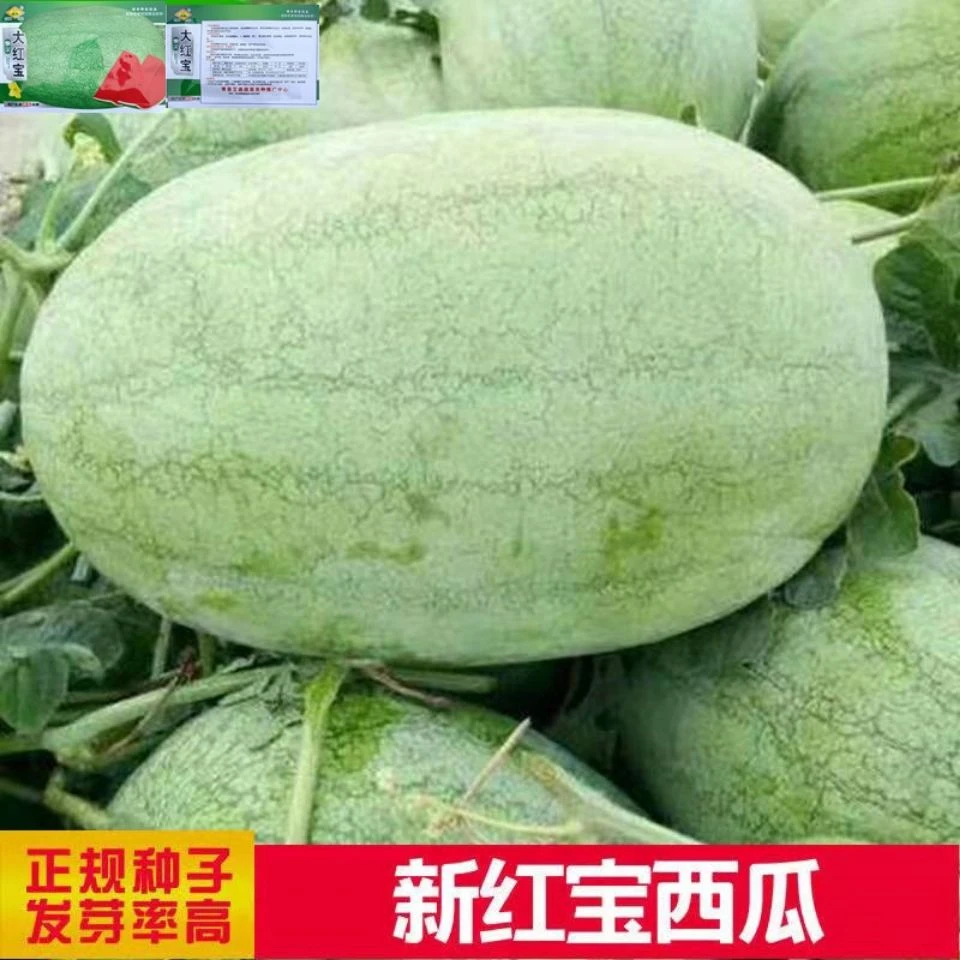 新红宝西瓜种子新品种懒汉西瓜种子农家大田特大巨型西瓜种籽四季