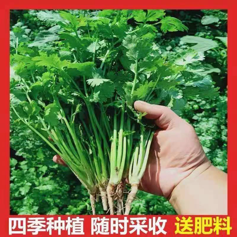 四季香菜种子耐寒耐热批发包邮芫荽种子香菜籽阳台盆栽蔬菜种孑籽